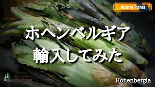 【タンクブロメリア】輸入したホヘンベルギアの紹介