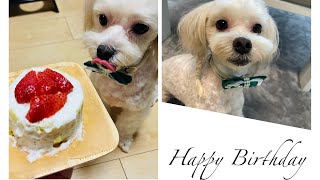 【誕生日】愛犬の誕生日を盛大に祝ってみた🥳(前半)#マルプー #ミックス犬 #誕生日vlog