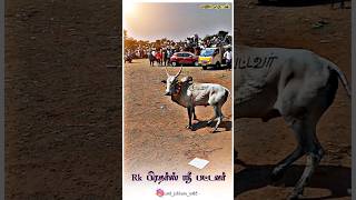 kandupatti manchuvirattu 2023 கண்டுப்பட்டி மஞ்சுவிரட்டு 2023 #video #mass #jallikattu #reels #live