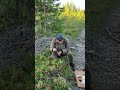 lingonberries free picking and eating in the finnish forest puolukka foraging food finland