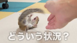 冬のシマリスまめたはこれが日常です