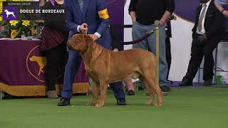 Dogue do Bordeaux | Breed Judging 2020