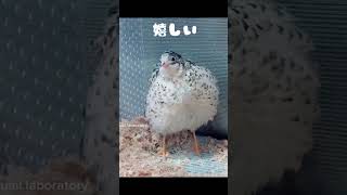 ひめうずらを飼育すると？ #ひめうずら研究室 #ひめうずら #ペット #ペット動画 #animal #鳥 #bird #cute #chicken #pigeon