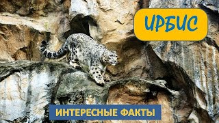 ИРБИС или Снежный барс🐱/Кошки/Животные/Интересные факты