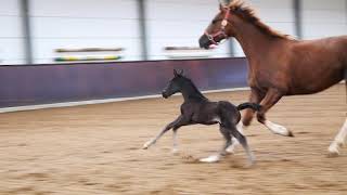 Katarina  KWPN Stute mit 4 Tage altem Fohlen von Secret/ Mai 2019