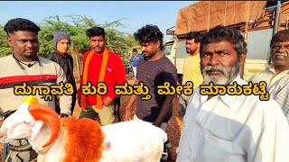 Duggawati sheep and goats market update | Every Saturday morning bazar Karnataka India