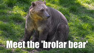 Meet the 'brolar bear' #shorts