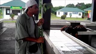 Fishmonger Seafood Dance - Savai'i Island Samoa