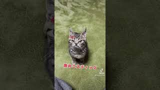 【TikTokで360万再生】怒ってる可愛い子猫