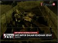 3.876 Ekor sapi Australia tiba di pelabuhan Tanjung Priok - iNews Pagi 10/06