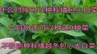 什么时候可以种大白菜？六月份还可种这9种菜，不影响种秋播白菜