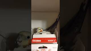 いたずら見つかり逆ギレのフンガ　今日のオカメインコ