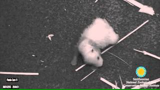 Panda Cam Footage of Mei Xiang and Cub