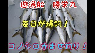 2020 10 26 屋島沖 【コノシロ】の泳がせ釣り！ ブリ10kgクラス！