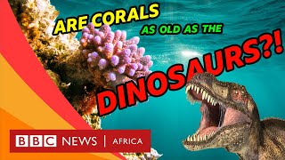 Five facts you might not know about corals- BBC What's New