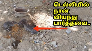 டெல்லியும் சில விசித்திரங்களும்! Delhi Rat Farms! दिल्ली रैट फार्म