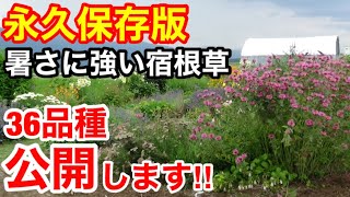 【宿根草】暑さに強い宿根草36品種を一挙に紹介‼これで完全攻略できます‼永久保存版です‼これから植えつける方必見Ver208【カーメン君】【YouTube】【暑さに強い】【家庭菜園】【園芸】【宿根草】