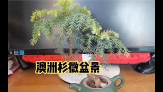 茶壶里养了两年的澳洲杉小盆景，漂亮小景观，书桌上很好的摆件