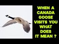 WHEN A CANADA GOOSE BIRD VISITS YOU WHAT DOES IT MEAN ?