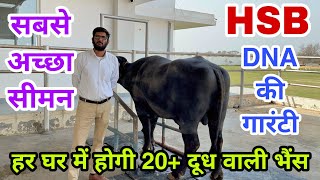 Special Video (9896249656) HSB के बुलों का सीमन मचा रहा है तहलका - Palwal के Supplier की मुजबानी