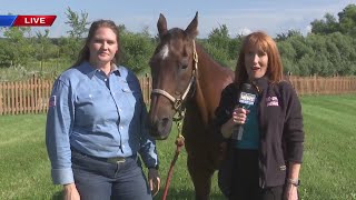 'Bravehearts' uses horses to offer healing therapy for military veterans