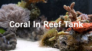 Coral In Reef Tank 海缸里的珊瑚 4k🆕🆙🎥