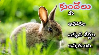 కుందేలు కు ఆహారం ఎక్కడ జీర్ణం అవుతుంది?||Where does a rabbit digest food?