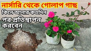 নার্সারি থেকে গোলাপ গাছ কিনে আনার কতদিন পর প্রতিস্থাপন করবেন /Rose Plant repotting \u0026 best Pottingmix