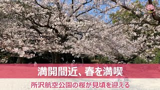 所沢航空公園の桜が見ごろを迎える