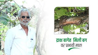 द्राक्ष बागेतील पिठ्या ढेकणावर प्रभावी मात | Mealy Bug control | Grapes |