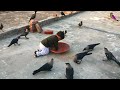 most beautiful crow video with small baby baby is playing with crow and feed the crows part 133