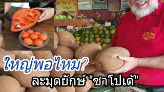 ละมุดยักษ์ ซาโปเต้ ใหญ่พอไหม?