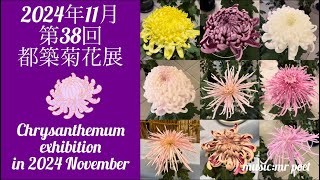 【2024年11月 都築菊花展】Chrysanthemum exhibition in November 2024