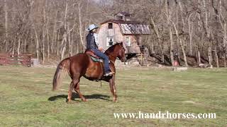 PROFESSIONAL TRAINED CHESTNUT GELDING, ROPES, RANCH WORK, RANCH PLEASURE, TRAIL RIDE