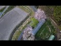 20200410山口市徳地上村Ⅲ【桜の路】