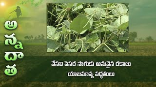 Greengram varities for summer farming | వేసవి పెసర సాగుకు అనువైన రకాలు యాజమాన్య పద్ధతులు | ETV