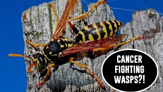 Wasps and Hornets Are More Important than We Know (but wasps are still the worst)