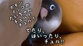 ボタンインコのたいちゃん！チュル！チュル！でたり、はいったり、