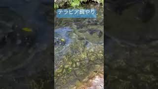 おきなわワールドテラピア餌やり#沖縄