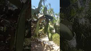 GIANT YUCCA - LISBOA MEGA FLORA #giant #yucca #shorts