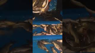 चिवण्यांचा पाऊस #shorts #viral #shortvideo  पहिल्याच दिवशी टोपलाभर चिवणी । CatFish