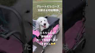 【超大型犬】臆病な太郎さんのお散歩 幼稚園児用カートでお出かけ#Shorts