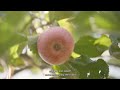 Apple Harvest and How to make Apple Juice in Factory, Apple juice production line@QuantumTech