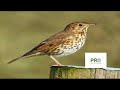 thrush bird call birds sounds 2022