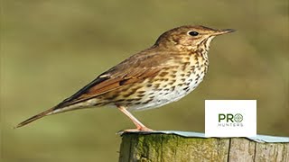 Thrush Bird Call - Birds Sounds 2022