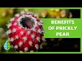 BENEFITS of PRICKLY PEAR🥭 (Nutritional Properties, Usage Guide, and Precautions)