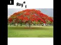 Top 10 Most Beautiful Trees in the World 2021