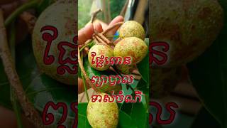 ផ្លែពោនព្យាបាលទាស់ ចំណី#ចំណេះដឹងរុក្ខជាតិឱសថ