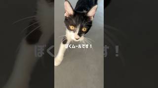 ムールです！#さかがみ家 #保護犬 #保護猫 #cat #dog #坂上忍