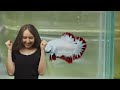 50 Amazing Betta Fish FACTS Revealed!